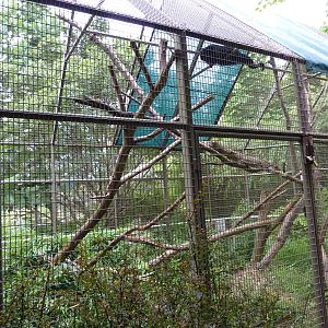 Discovery Center - Binturong Exhibit