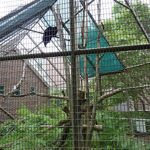 Discovery Center - Binturong Exhibit