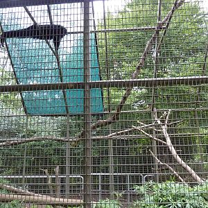 Discovery Center - Binturong Exhibit