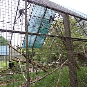 Discovery Center - Francois Langur Exhibit