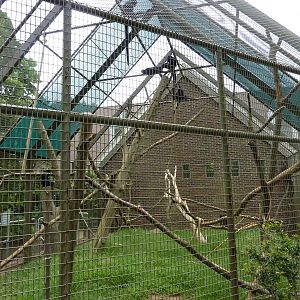 Discovery Center - Francois Langur Exhibit