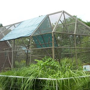 Discovery Center - Piping Guan Exhibit