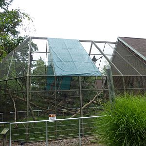 Discovery Center - Francois Langur Exhibit