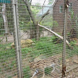 Discovery Center - Serval Exhibit