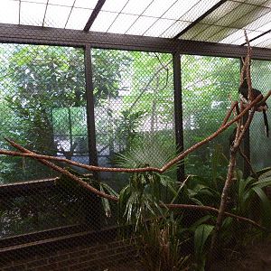 Discovery Center - Northern Pied Hornbill Exhibit