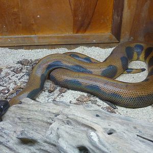 Bismarck Ringed Python