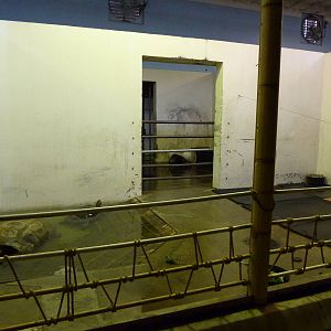 Aldabra Tortoise - Indoor Area