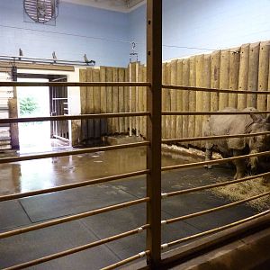 Indian Rhino - Indoor Area