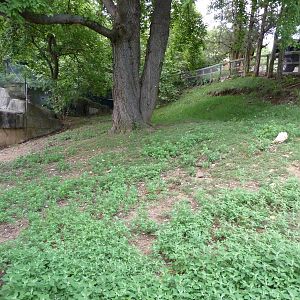 Reeves' Muntjac/Leopard Tortoise/African Spurred Tortoise Exhibit