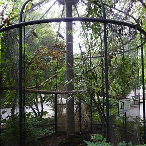Yellow-Crowned Amazon Exhibit