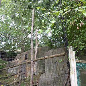 Gray Gibbon Exhibit