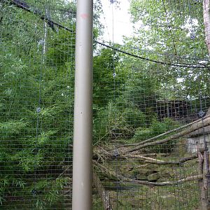 Gray Gibbon Exhibit