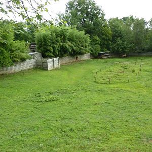 Reeves' Muntjac/Przewalski's Horse/Axis Deer Exhibit