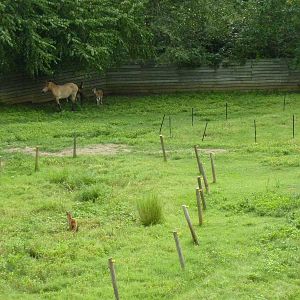 Reeves' Muntjac/Przewalski's Horse/Axis Deer Exhibit