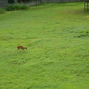 Reeves' Muntjac/Przewalski's Horse/Axis Deer Exhibit