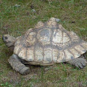 Leopard Tortoise