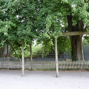 Lion Cage - Viewing Area