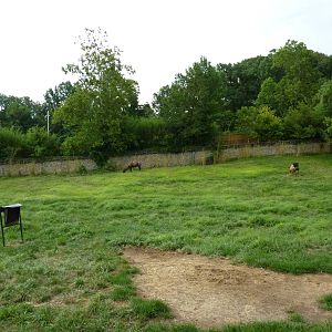 Indian Muntjac/Bactrian Camel Exhibit