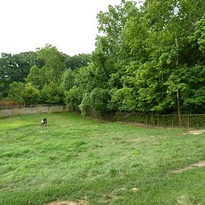 Indian Muntjac/Bactrian Camel Exhibit
