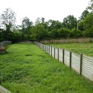 Reeves' Muntjac Exhibit