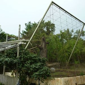 Amur Tiger Cage