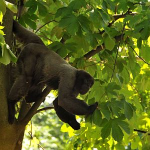 New Prof. Brandes-Haus