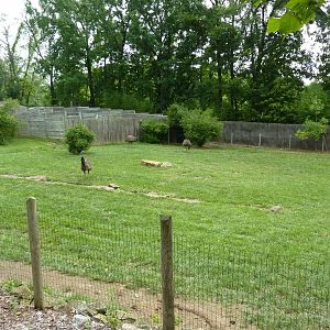 Emu Exhibit