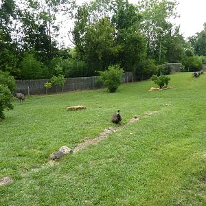 Emu Exhibit