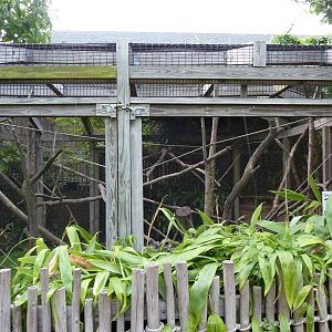 Children's Enchanted Forest - DeBrazza Monkey Exhibit