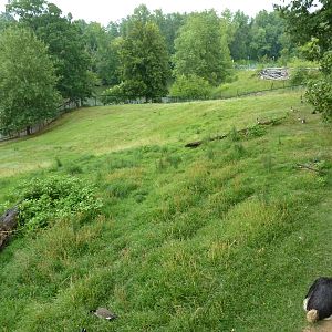 Africa - Greater Kudu/Ostrich Enclosure