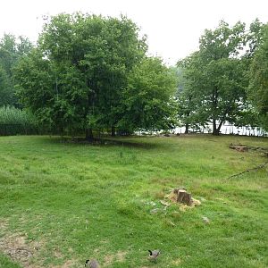 Africa - Greater Kudu/Ostrich Enclosure