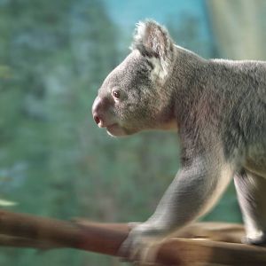 12th August 2010; koala moving