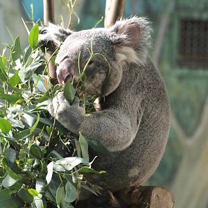 12th August 2010; koala eating leaves