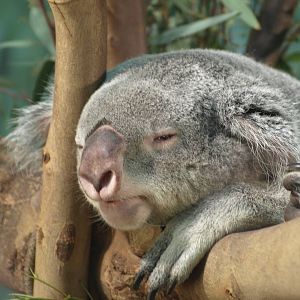 12th August 2010; koala sleeping