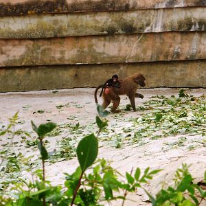Baboon and Baby - 27.07.2010
