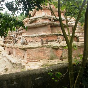 Baboon Rock - 27.07.2010