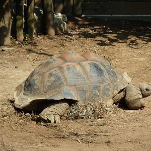 Islands - Aldabra Tortoise
