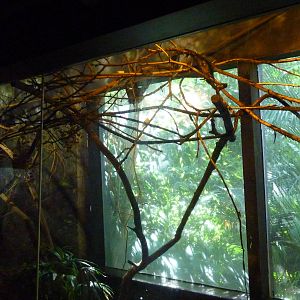 Islands - Rodrigues Fruit Bat Exhibit