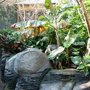 Islands - Walk-Through Aviary