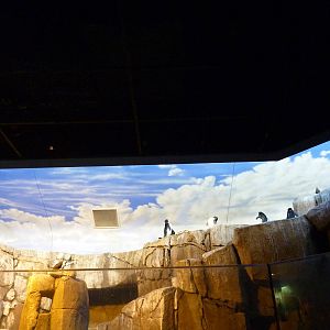 Islands - Rockhopper Penguin/Inca Tern Exhibit