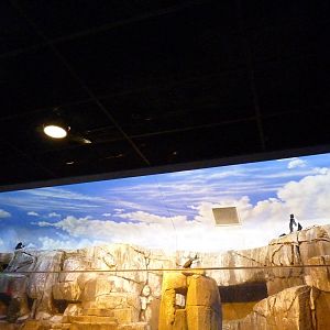 Islands - Rockhopper Penguin/Inca Tern Exhibit