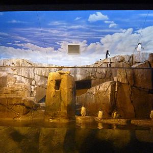 Islands - Rockhopper Penguin/Inca Tern Exhibit