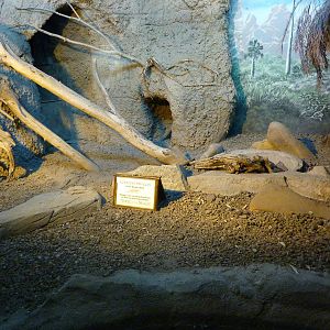 Islands - Komodo Dragon Indoor Exhibit