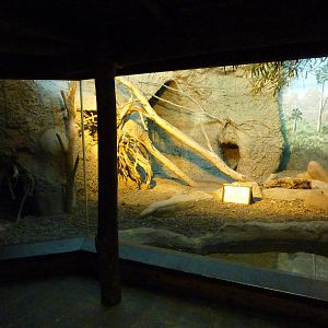 Islands - Komodo Dragon Indoor Exhibit