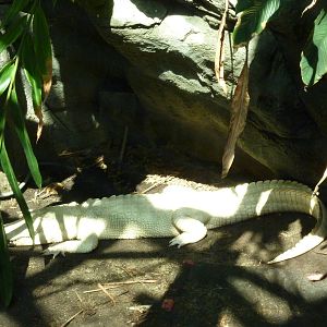 HerpAquarium - White Alligator