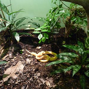 HerpAquarium - Eyelash Viper Exhibit