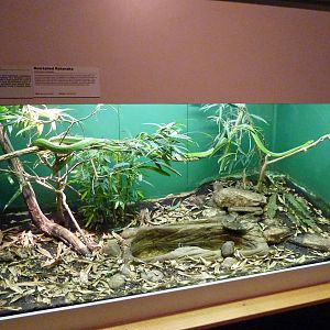 HerpAquarium - Red-Tailed Ratsnake/Asian Box Turtle Exhibit