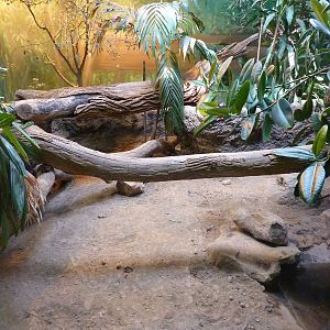 HerpAquarium - Green Anaconda/Argentine Tegu/Red-Footed Tortoise Exhibit