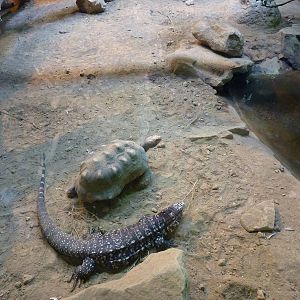 HerpAquarium - Green Anaconda/Argentine Tegu/Red-Footed Tortoise Exhibit