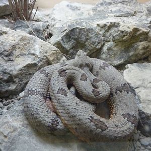 HerpAquarium - Rock Rattlesnake